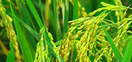 創(chuàng)新大米口感好，營養(yǎng)豐富！ 